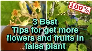 Caring for Falsa Plants After Blooming: Pruning, Spraying, and Fertilizing Tips.