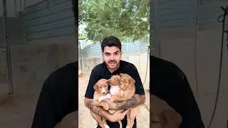 Actualizaci&oacute;n semanal del refugio #perros