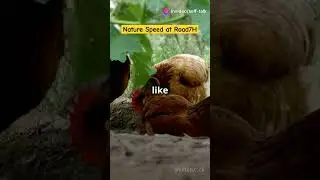 #backyardchickens #oldladygamer #chicken #loverstatus #naturespeed