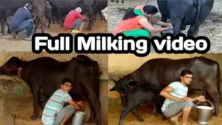 24kgऔर17+ Milking Video@Recorded@2 मुर्रा भैंस@Jhajjar Haryana👍