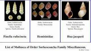 List of Mollusca of Order Sorbeoconcha Family Miscellaneous. semisulcospira batillaria minima