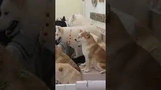 怪不得它兩位前後桌No wonder the two front and back tables
