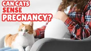 Can My Cat Sense My Pregnancy? What the Research Says