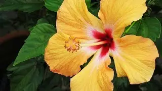 Hibiscus/hibiscus flower/hibiscus plant/Hibiscus flower videos/flower video status