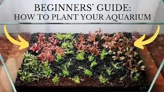 BEGINNERS' PLANTED TANK AQUARIUM& HOW TO PLANT YOUR AQUARIUM-IN-VITRO, TISSUE CULTURE, DENNERLE