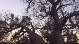 Boab tree