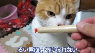 人間が食べるチーカマから目が話せない先住猫と同居猫の反応に関心しました