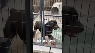 Tiger # 22 months #Set N Stone kennels