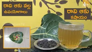 Peepal Leaves Health Benefits | Raavi Aku kashayam | raavi aaku medicinal properties | by Ammamma TV