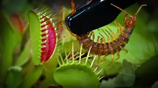 Venus Flytrap vs CENTIPEDE | Brutal Carnivorous Plant Attack
