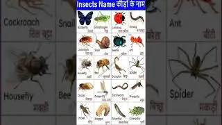 Insects Name in Hindi and English with Pictures 🐞 | Insect Names ||#shorts || कीड़े मकोड़े के नाम