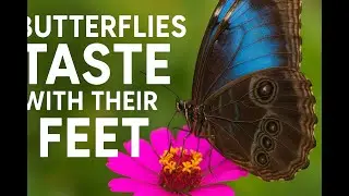 Butterfly Taste With Their FEET ! 🦋 Mind Blow