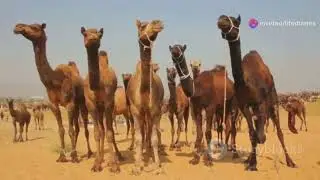 Discover Rajasthan: A Journey Through Culture, Architecture, and Scenic Beauty