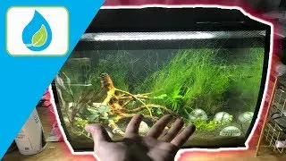 EASY 2 PLANT AQUASCAPE