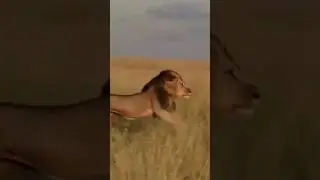 Lion Vs Leopard.#adventure #desert #safari #wildlife #tourism #cholistan #animal #thrilling #nature.