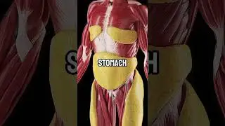 Best Healthy Remedies For Flatter Stomach & Inflammation | #health #facts