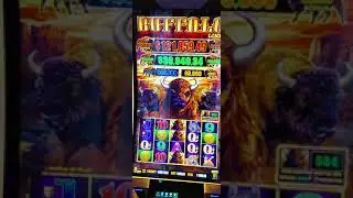 PART 3 - $500 BET UNBELIEVABLE AMAZING RUN BUFFALO LINK MASSIVE TOTAL WIN  TAMPA HARD ROCK $1 Denom