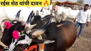 रईस शेठ यांची दावन बैल बाजार लासुर स्टेशन 🤩. #नाद #shetkari #vyapari  #बैलबाजार #lasurstation #टॉप