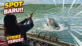 Hasilnya GOKIL‼️Spot Terbaru Mancing di Jatiluhur Strike Bertubi-tubi #mancing #mancingliar #fishing
