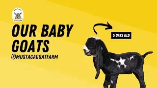 So cute and adorable baby goats. Watch complete video #goat #goatbaby #cutestbabies