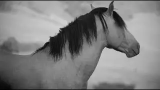 Trondheim - original music and video by Stefano Meneghetti