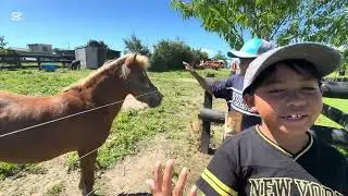 First time experience sun flower farn in new zealand 