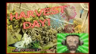 Harvest Day! | Very Berry Haze | Growing With Mars Hydro | TWTGC
