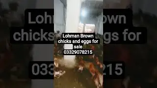 pure lohman Brown chicks for sale 03329078215