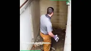 Man struggles to rescue scared wild cat stuck in underground passage