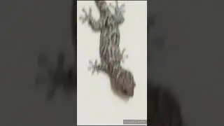 tokek jumbo nurut /tokek rumah besar/friendly gecko tokay/tokek besar jinak
