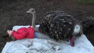 Ostrich: 11-year old cuddles with 200 pound male ostrich!