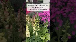 Try These 2 Flower Combos For a Colorful Garden! 🙌 #garden #flowers