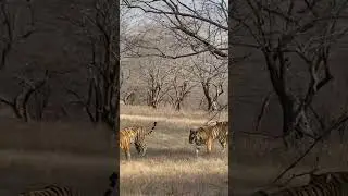 #jungle safari Rajaji tiger reserve Rishikesh