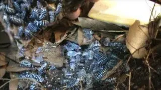 Zebra Isopod Bin After 9 Months...!