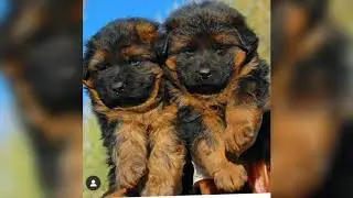 German shepherd, Gsd, German shepherd dog, German shepherd puppy for sale, German shepherd puppy for