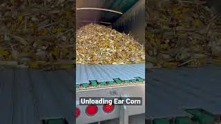 Unloading Ear Corn with my Wilkens Live Floor. Harvest 2022