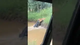 Tiger vs Crocodile: Wildlife Battle Caught on Camera 🐅🐊