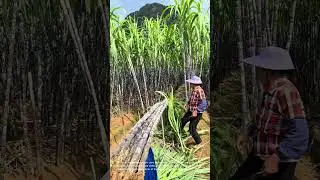 Sugar Cane Harvest: Cutting and Trimming Sugar Cane in the Field!