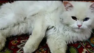 Mother perchan cat & Kittens #cat