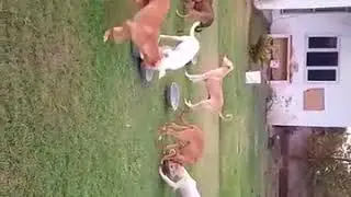 Wagging Tails Animal Rescue - Small Rescue Center Supported by Janm Foundation