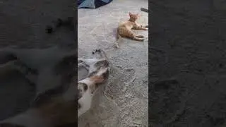 Pet Cats Lounging With Rabbit! #cats #catlife #catshorts #cutecatshorts #cutecat #catlover #pets