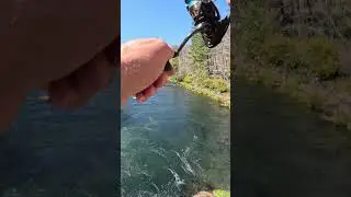 The Sound of a Fishing Reel taking Drag #shorts #fishing