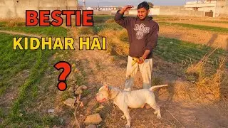 Pitbull female “Bestie” Lost? Prank on Waqas Bhai 😂