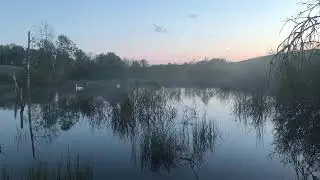 Swan Lake