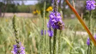 Wildlife Habitat Council
