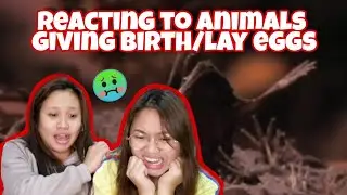 Reacting to Animals Giving Birth/Lay Eggs 🤢