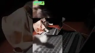 Cute Cat Typing Very Fast 🐾💻😻  #cutepets #shortvideo #cat