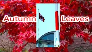 Red Canadian maple in the Netherlands. Red Japanese maple. Viburnum. Raspberry. And other plants.