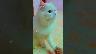 cute persian cat|Tusky|hand shake❤️❤️❤️