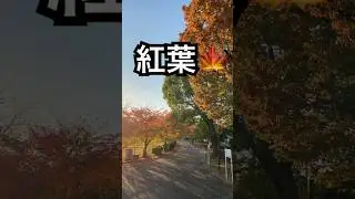 朝の紅葉🍁#紅葉 #朝#japane#shorts